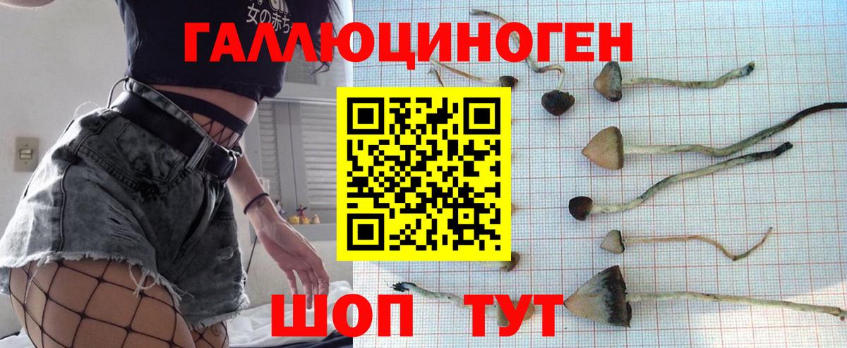 Псилоцибиновые грибы GOLDEN TEACHER  Псилоцибиновые грибы Psilocybine cubensis  Вход с VPN  Тайшет 