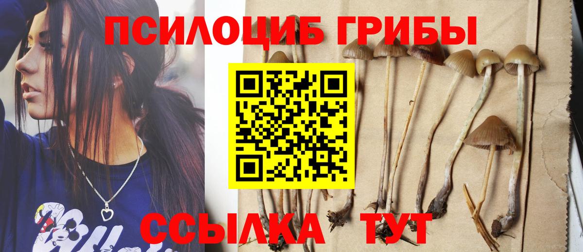 Псилоцибиновые грибы Cubensis Тайшет
